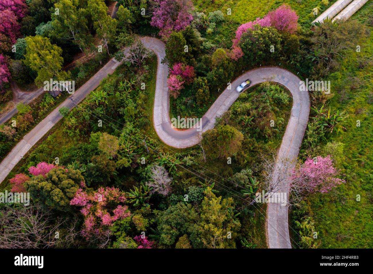Chiang Mai, Tailandia. 14th de Ene de 2022. Una foto de drone muestra los  cerezos del Himalaya en flor en Chiangmai, Tailandia, 14 de enero de 2022.  Tailandia tiene los primeros cerezos