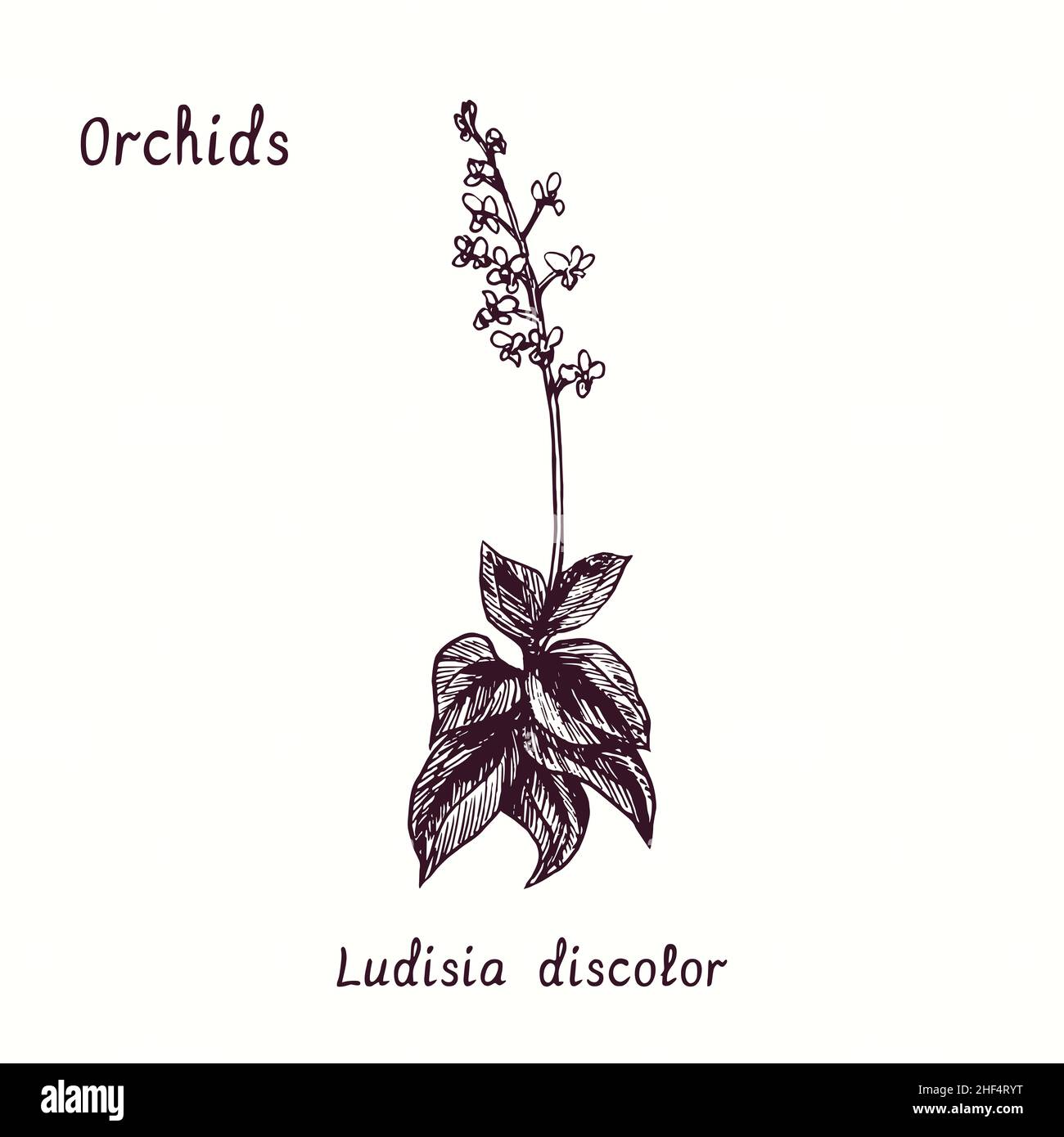 Colección de flores de orquídeas Ludisia Discolor (Jewel Orchid). Dibujo de  fideos en blanco y negro con tinta en madera con inscripción Fotografía de  stock - Alamy