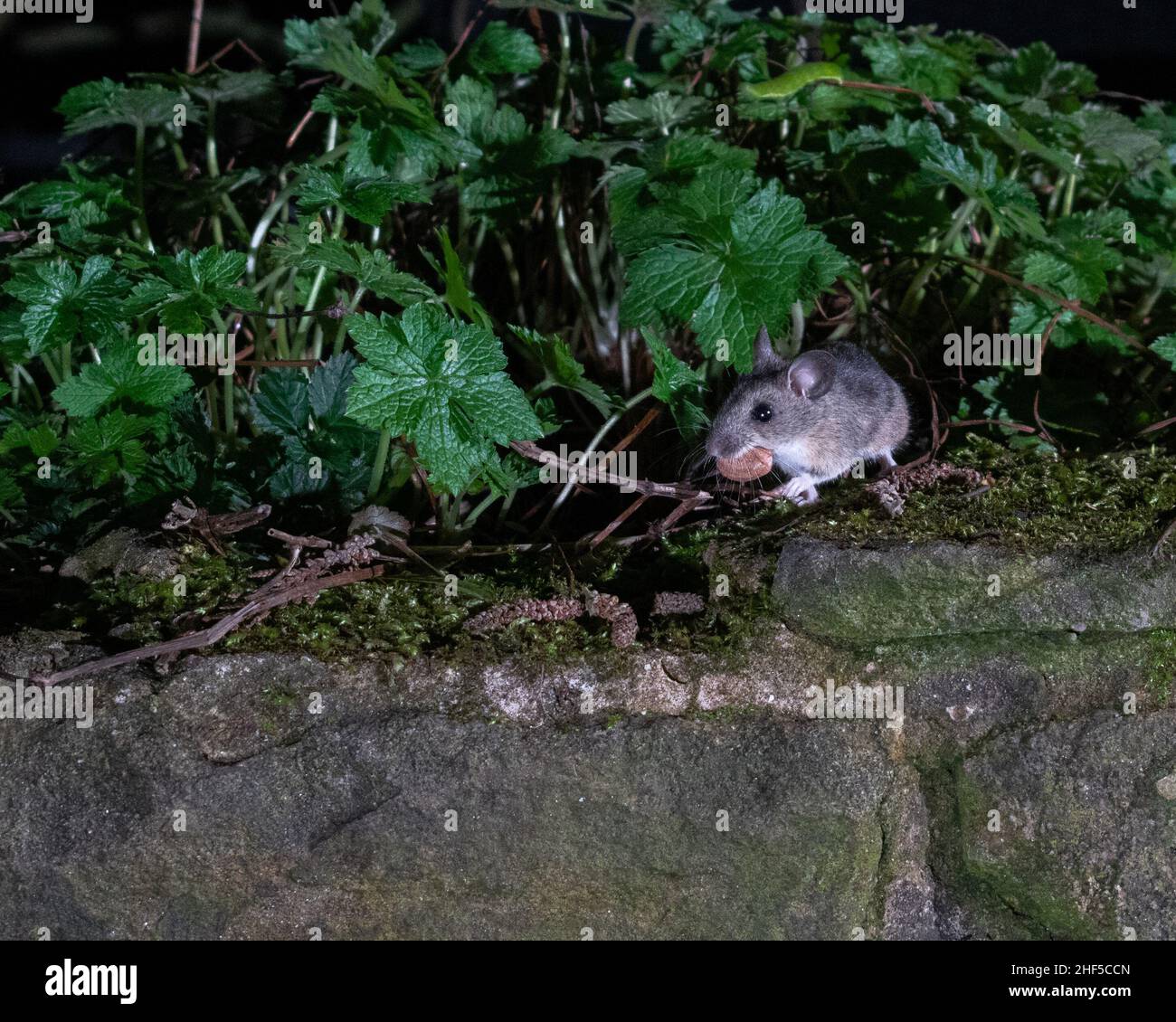 Badger, zorro, ratón de madera que se alimenta en el jardín capturado con la tecnología de cámara réflex Foto de stock