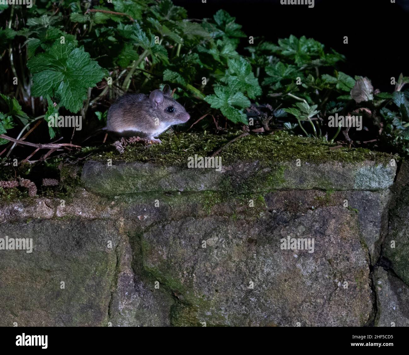 Badger, zorro, ratón de madera que se alimenta en el jardín capturado con la tecnología de cámara réflex Foto de stock