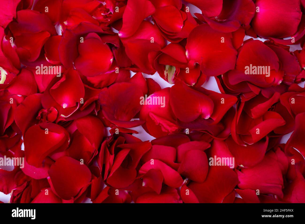 Foto de cuadro completo de pétalos de rosa rojos frescos con espacio de copia Foto de stock