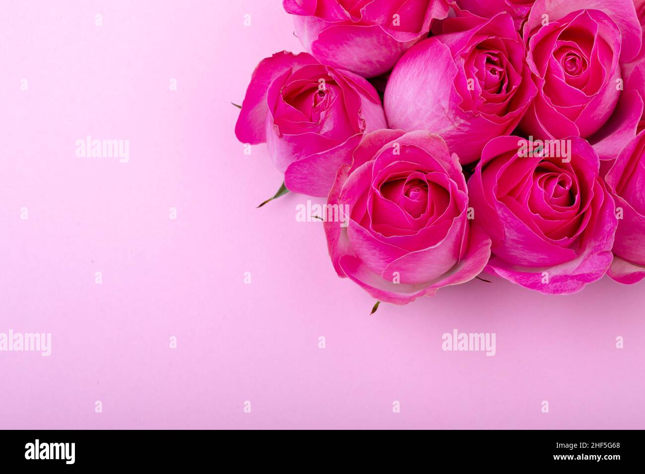 Vista aérea de flores rosas frescas por espacio de copia sobre fondo coloreado Foto de stock