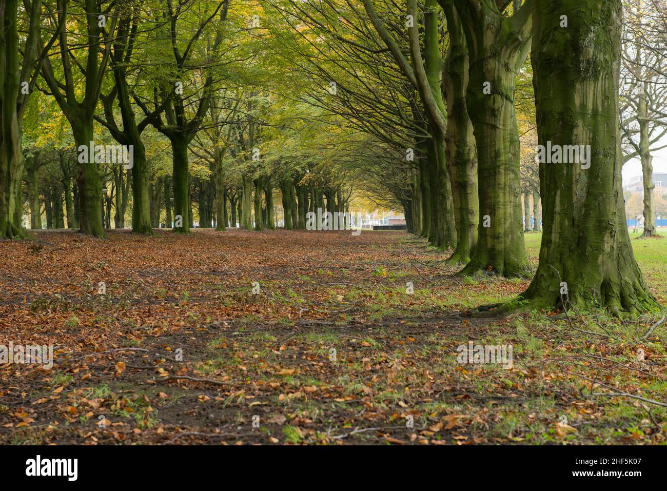 La Haya, Países Bajos. Una avenida con árboles antiguos, robles y hojas en los terrenos Forrest durante la temporada de otoño. Foto de stock