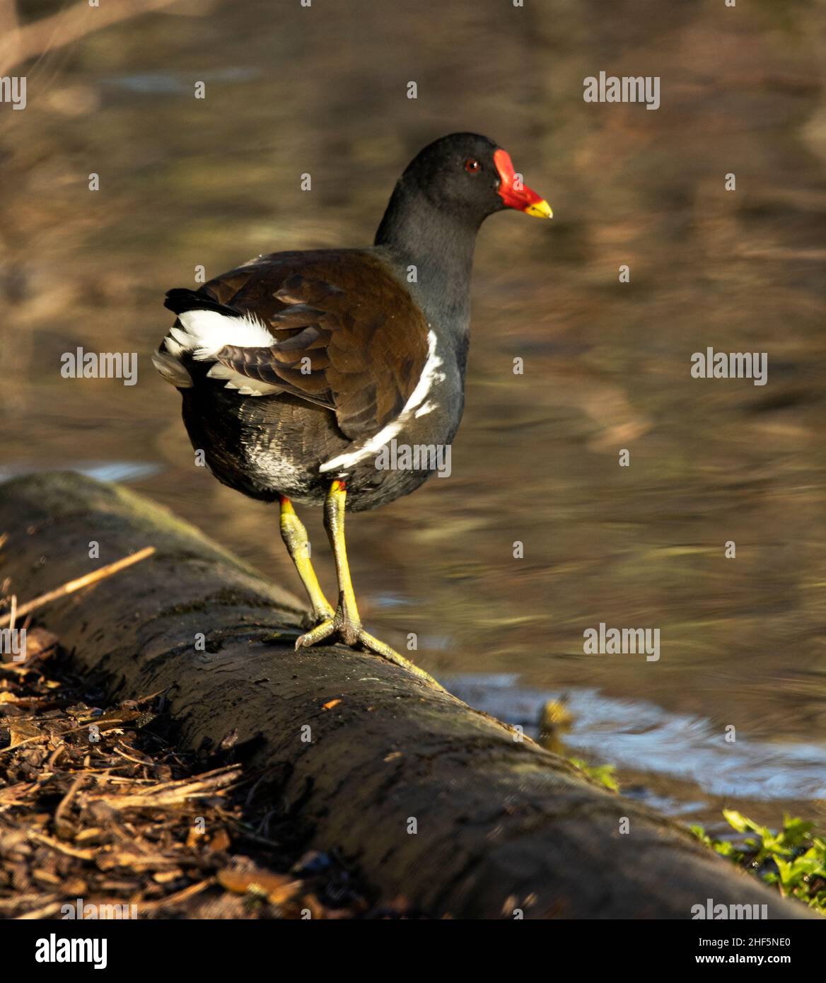 Un ave común de los humedales y canales en el Reino Unido, el Moorhen requiere tramos de orilla del río y estanques donde la vegetación espesa proporciona cobertura Foto de stock