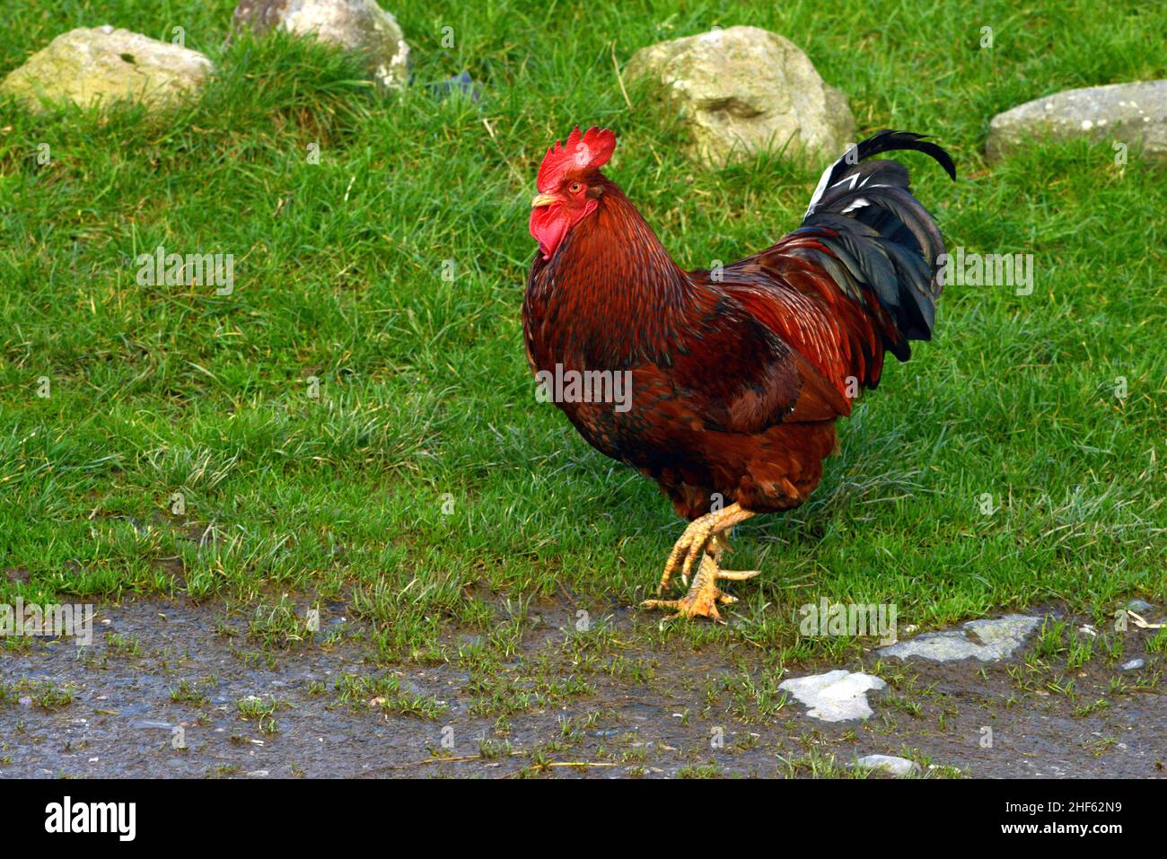 Gallo de gallo de aspecto fino que vive libremente en una granja en el Reino unido de gales Foto de stock