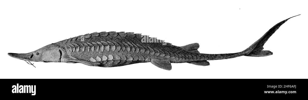 Scaphirhynchus platorynchus fotografías e imágenes de alta resolución