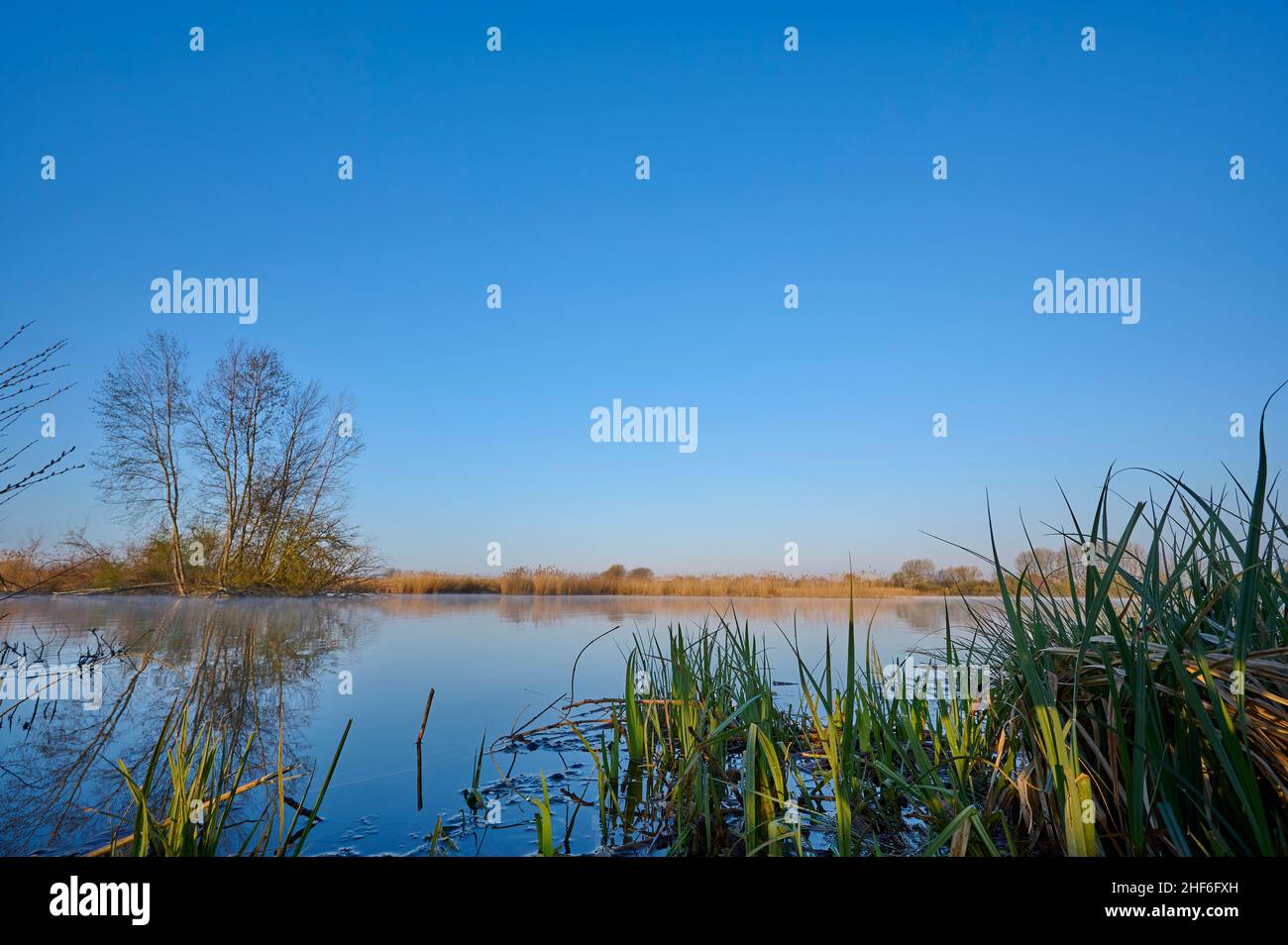 Lago, cielo, sin nubes, amanecer, primavera, Reserva Natural, Reinheimer Teich, Reinheim, Hesse, Alemania Foto de stock