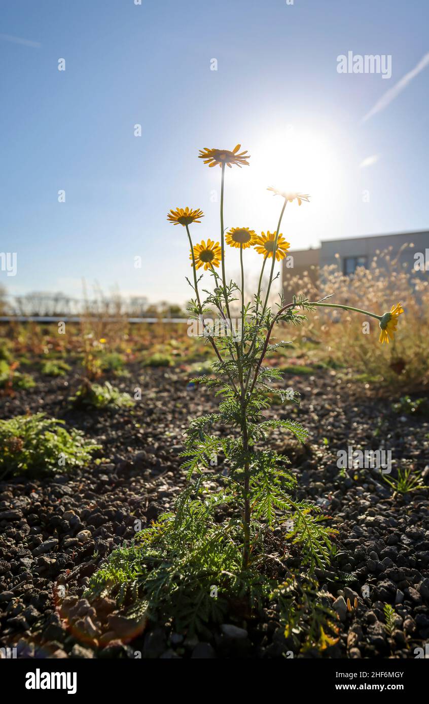 Bochum, Renania del Norte-Westfalia, Alemania, techo plano con tejados verdes. Tejados verdes extensos con plantas de bajo crecimiento tales como musgos, suculentos, hierbas, hierbas, plantas de sedum, que son en gran medida autosostenibles sin cuidado. Están bien adaptados a las condiciones extremas del sitio en el techo, temperaturas extremas, escarcha, viento, calor, sol y poca agua. El techo verde se curva en invierno y sirve como protección térmica en verano y, por lo tanto, contribuye como un sistema de aire acondicionado natural al ahorro de energía y a fortalecer la resistencia climática urbana. Foto de stock