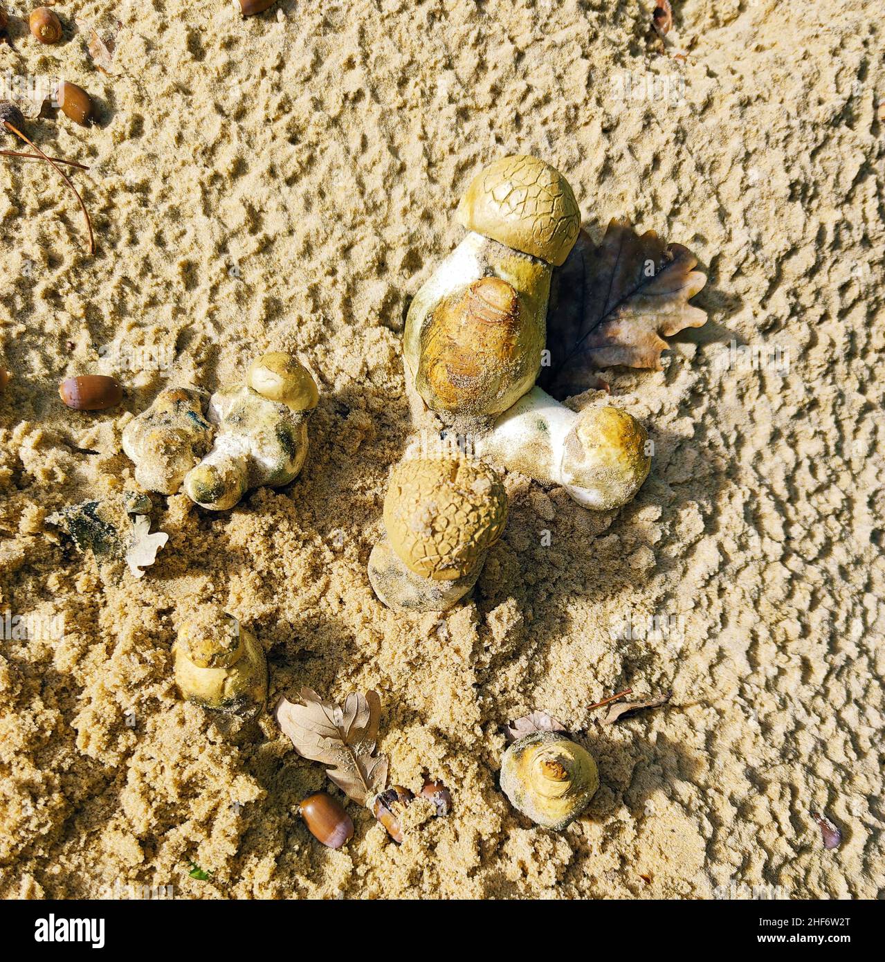 Las setas en la Dune du Pilat (también Grande Dune du Pilat) en la costa atlántica cerca de Arcachon (Francia) es la duna migratoria más alta de Europa. Tiene un curso norte-sur y tiene hasta 110 metros de altura (81 metros según datos de la SRTM), 500 metros de ancho, unos 2,7 kilómetros de largo (volumen estimado de 60 millones de metros cúbicos) y se encuentra en la abertura del mar de la Bassin d ' Arcachon Foto de stock