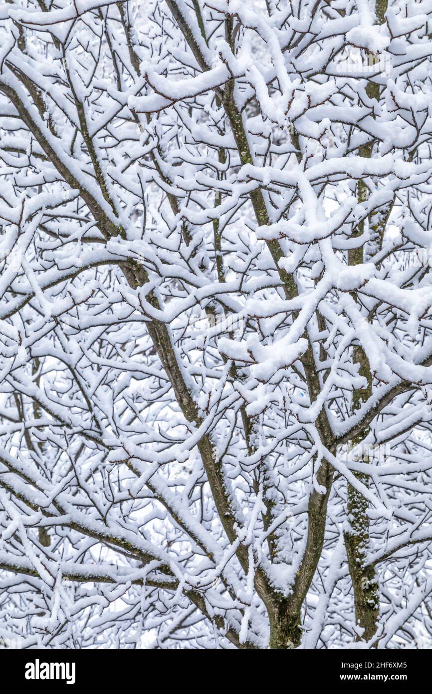 Italia, Veneto, provincia de Belluno, Dolomitas, ramas nevadas de árboles caducifolios Foto de stock