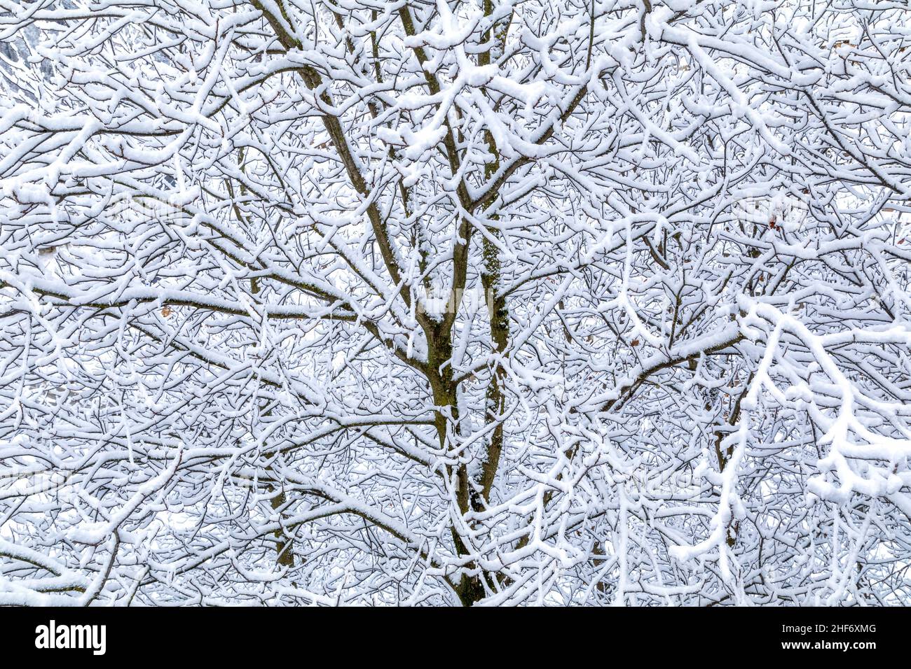 Italia, Veneto, provincia de Belluno, Dolomitas, ramas nevadas de árboles caducifolios Foto de stock