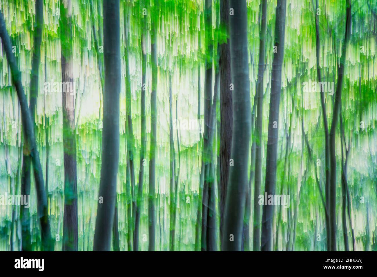 Imagen abstracta, primavera en el bosque, tonos verdes Foto de stock
