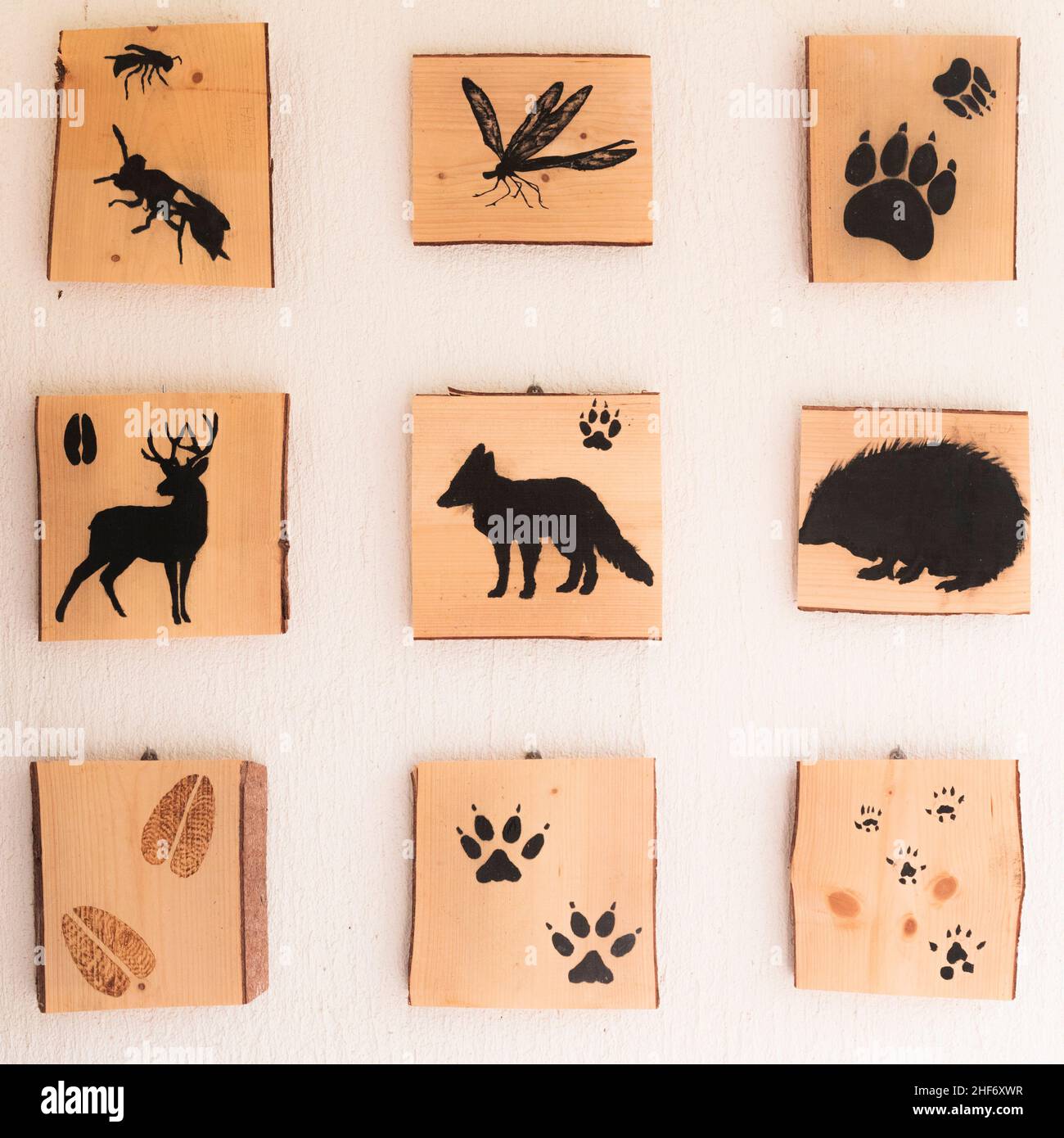 Tabletas de madera que representan el reino animal, libélula, insecto, ciervo, lobo, rizado y trazas de ungulados Foto de stock