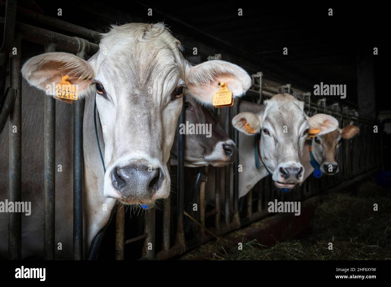 Italia, Veneto, Belluno, Comelico Superiore, vacas lecheras dentro de un establo moderno Foto de stock
