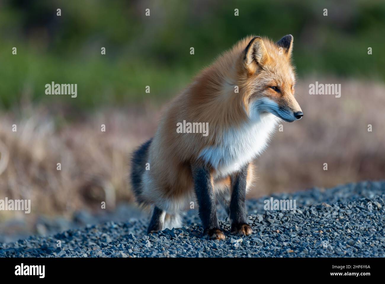 Un lindo joven salvaje verdadero zorro rojo está parado en las cuatro patas mirando atentamente por delante mientras caza. Tiene una mirada perforante aguda, piel suave y esponjosa naranja. Foto de stock