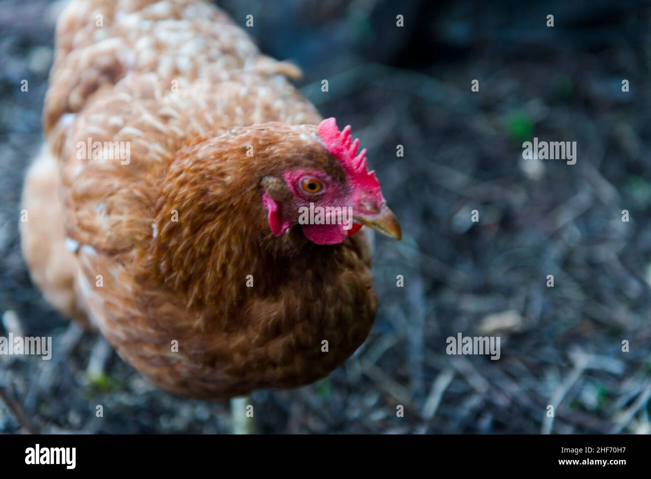 Pollo, Pollos marrones, Granja, Libre Foto de stock