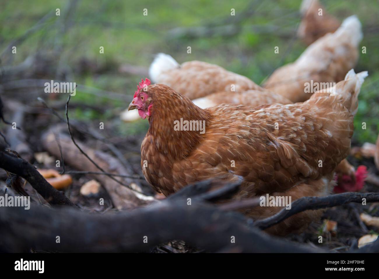 Pollo, Pollos marrones, Granja, Libre Foto de stock