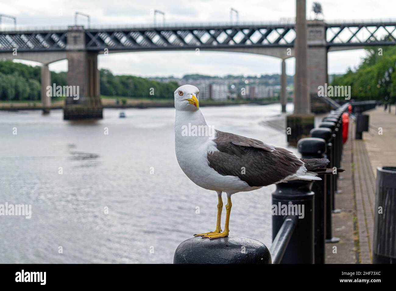 Una gaviota encaramada en una bollard en el lado del río Tyne en el centro de la ciudad de Newcastle con el puente del rey Eduardo VII y el puente de la reina Elizabeth ii, metro Foto de stock