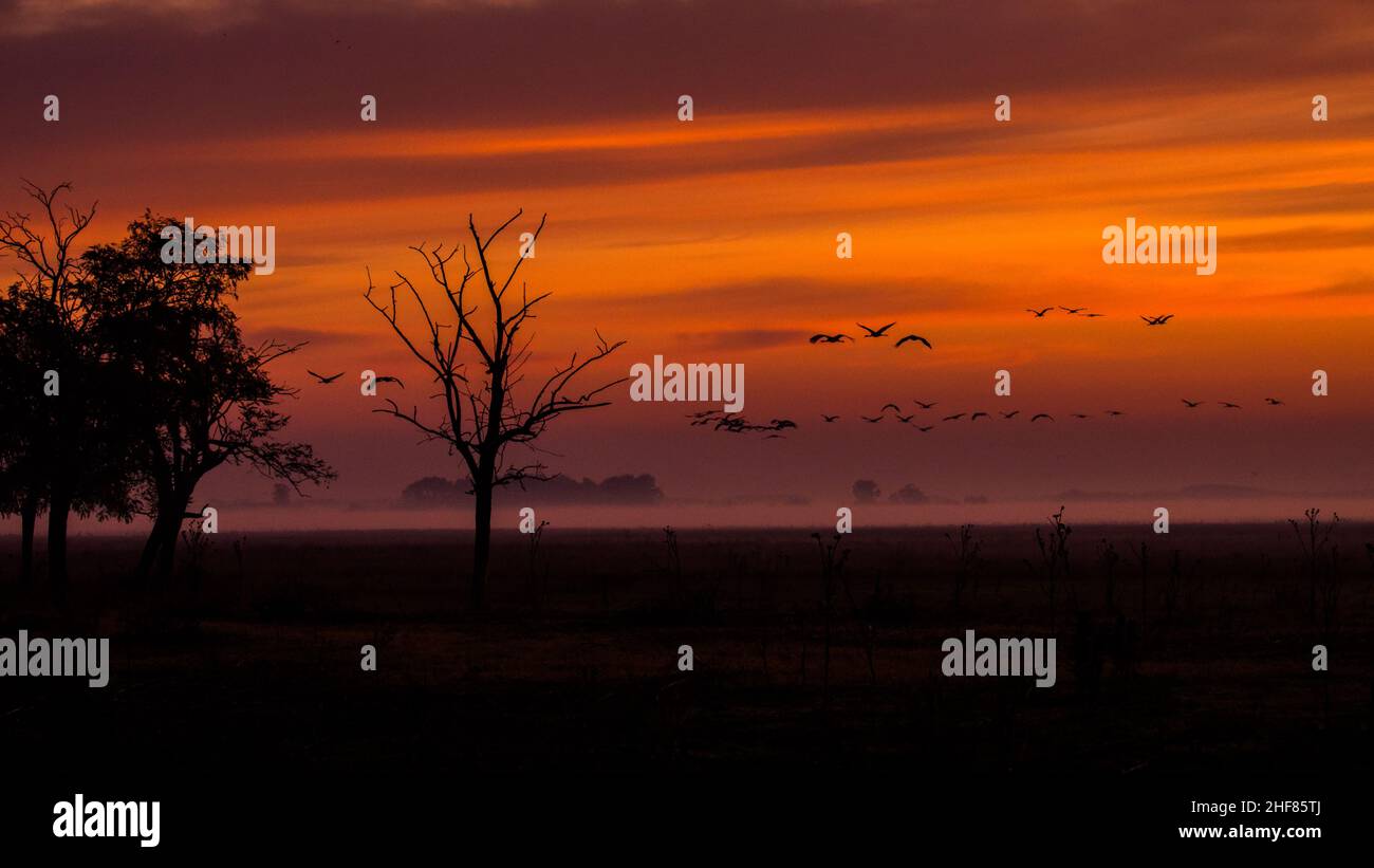 Una enorme multitud de aves. Grúa común (Grus grus). Parque Nacional de Hortobagy. Hungría. Foto de stock