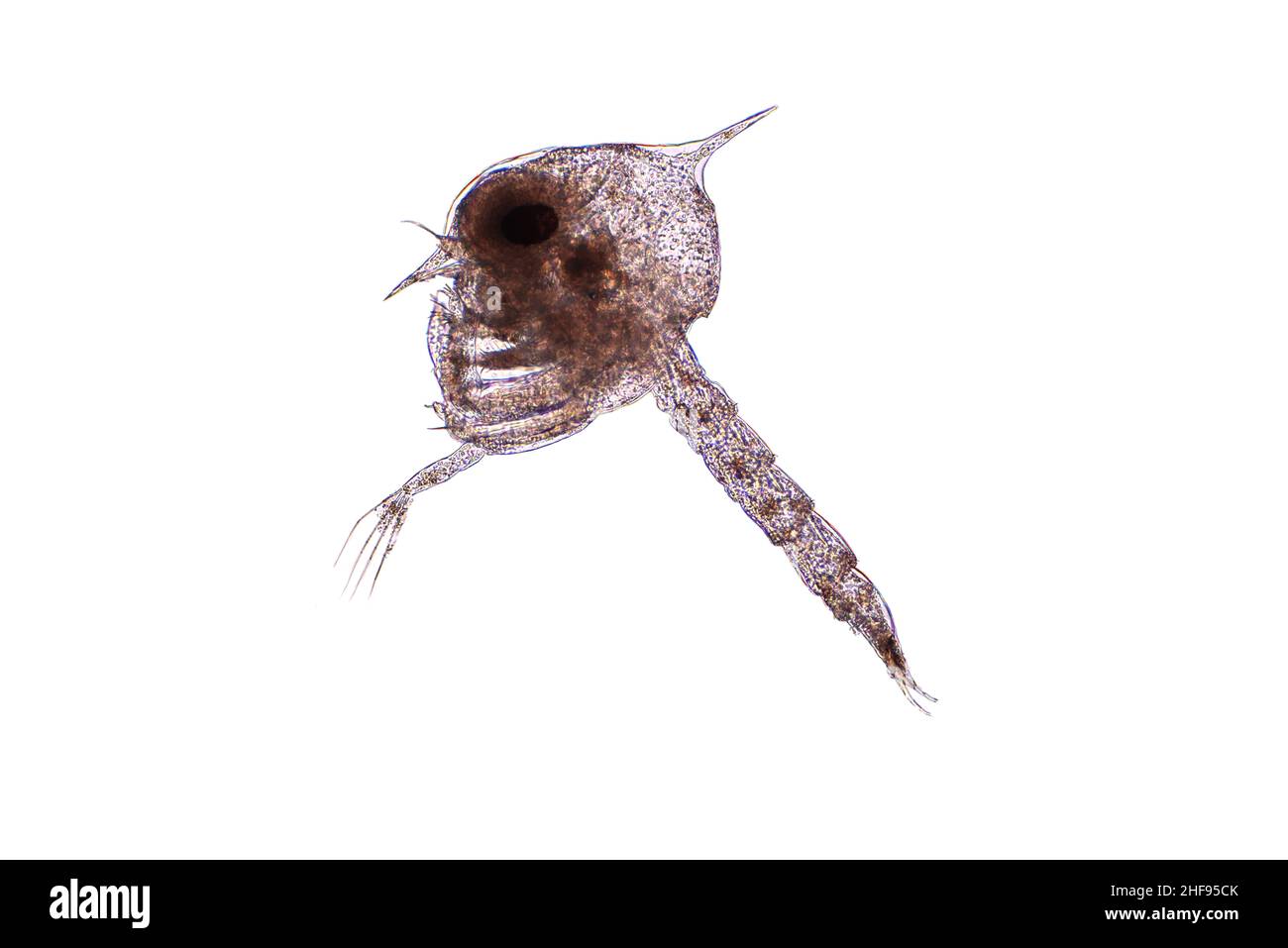 Larva de cangrejo, micrografía ligera Foto de stock