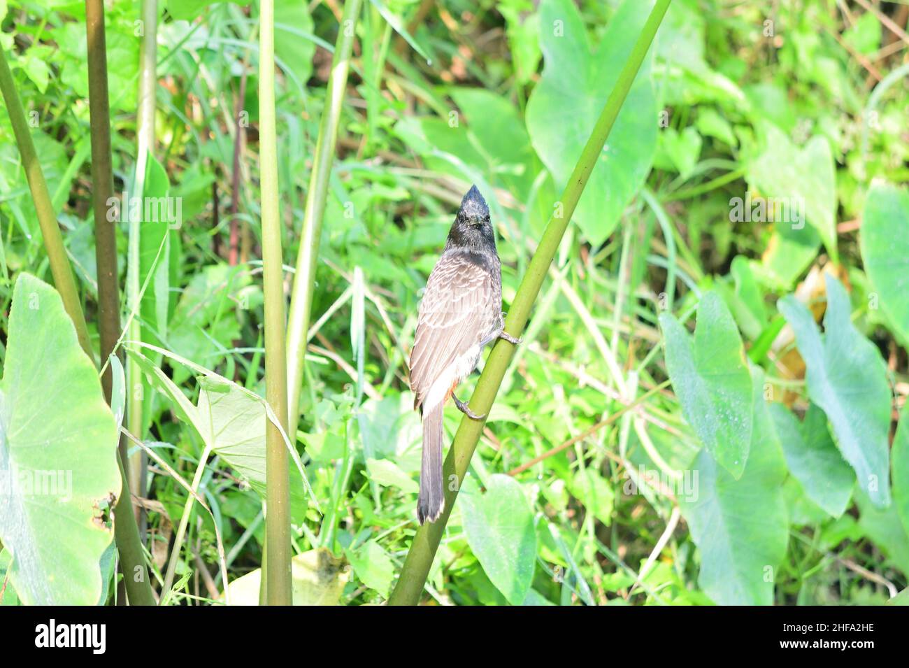 Bulbul con ventilación roja - Cafadora Pycnonotus Foto de stock