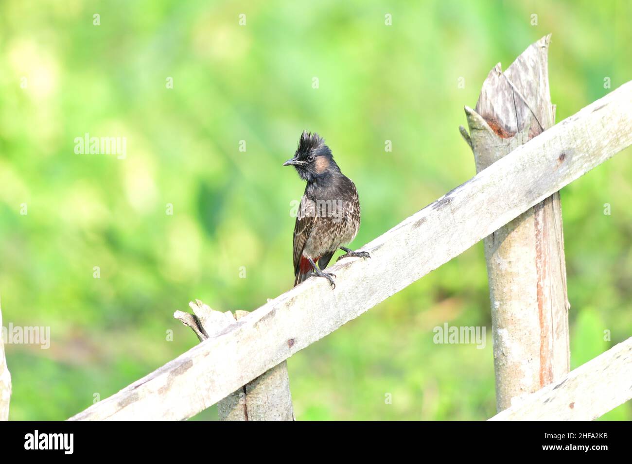 Bulbul con ventilación roja - Cafadora Pycnonotus Foto de stock