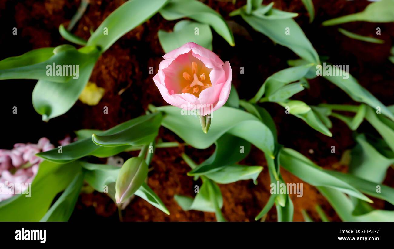 Planta de Tulipa o Lilioideae, Magnoliophyta o Liliaceae o Plantae Foto de stock
