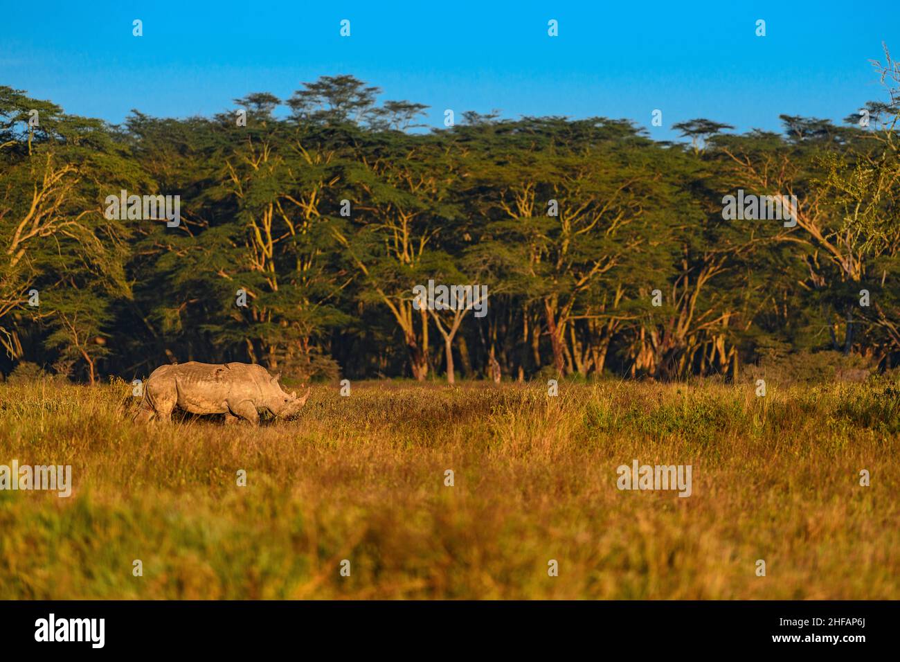 Rinoceronte blanco o de labios cuadrados en un hábitat típico del Parque Nacional del Lago Nakuru en una mañana clara Foto de stock