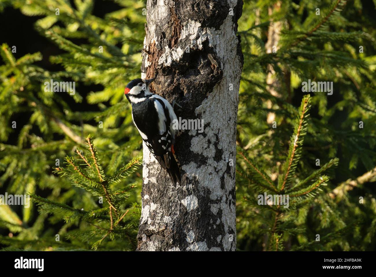 Gran pájaro carpintero moteado, Dendrocopos mayor en un tronco de árbol de Aspen en un bosque boreal. Foto de stock