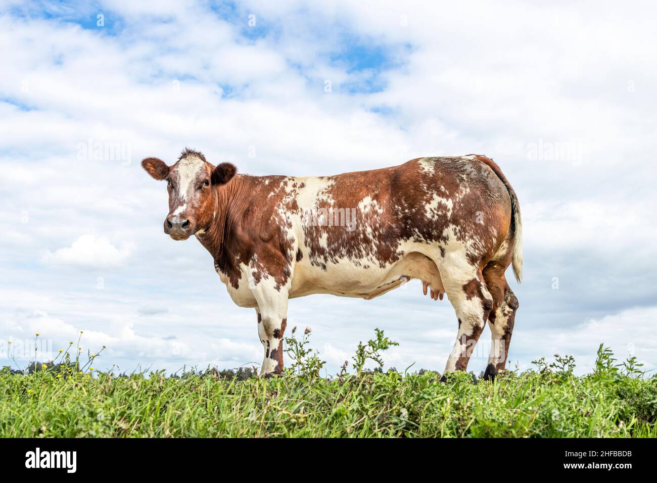 Vaca doble propósito en un campo, de pie sobre hierba verde en un pasto, lechería y carne vaca de ternera, como fondo un cielo azul nublado. Foto de stock