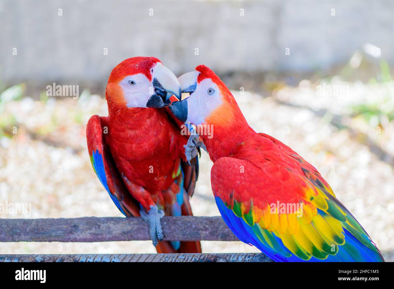 Dos loro rojo y amarillo pluma apareamiento con el beso de amor, emoción mascota pájaro Foto de stock