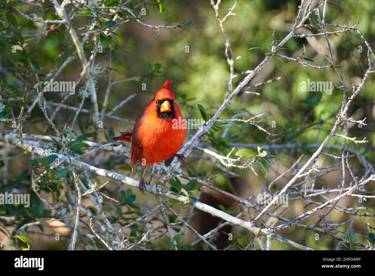 Un Cardenal del Norte, Cardinalis cardinalis, encaramado en una rama. El cardenal masculino es de color rojo brillante también se conoce como un pájaro rojo o cardi rojo Foto de stock