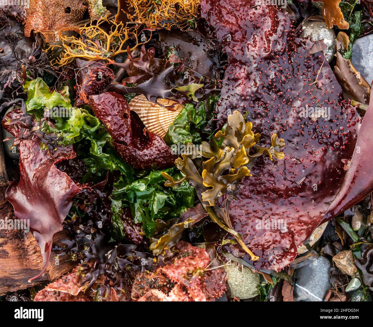 Colección de coloridas algas marinas en una playa de la isla de Vancouver. Conchas púrpuras, verdes, doradas y blancas cremosas. Foto de stock