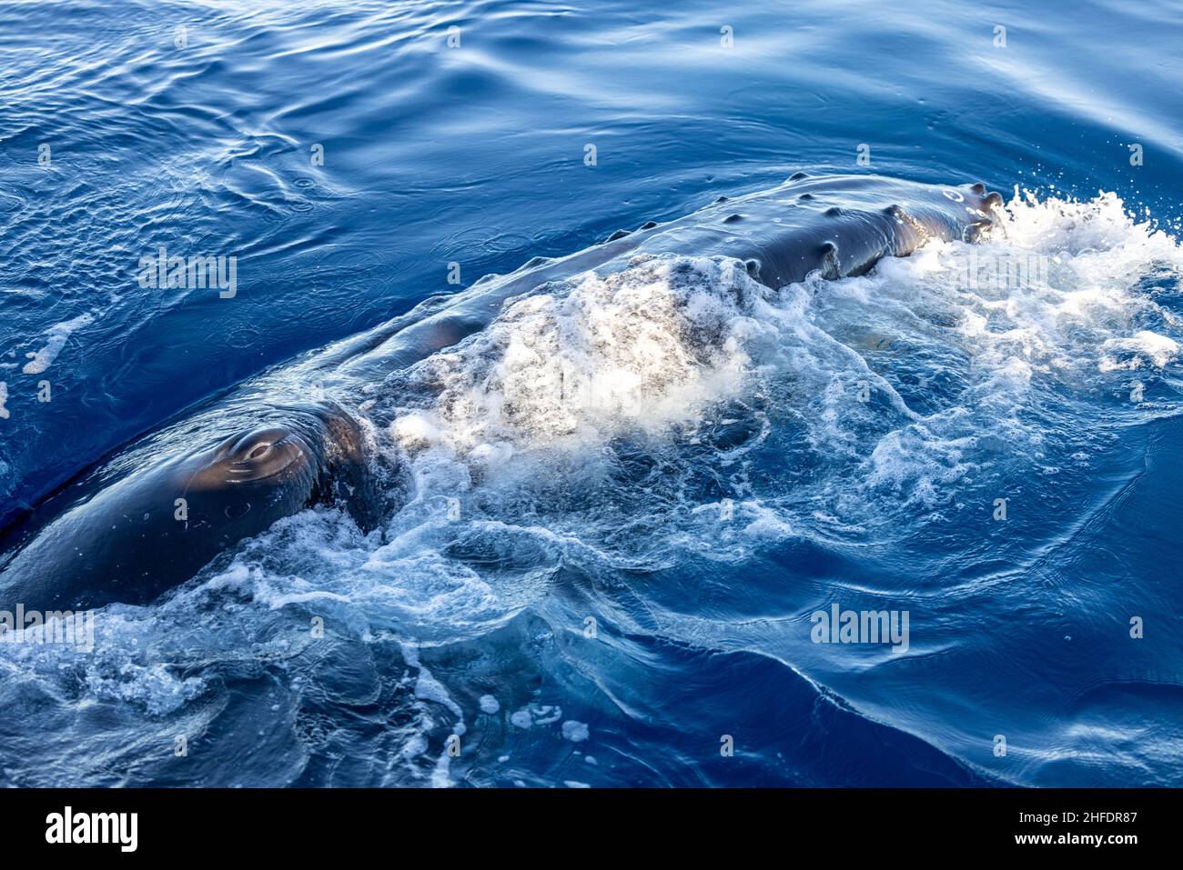 Whale eye fotografías e imágenes de alta resolución - Alamy