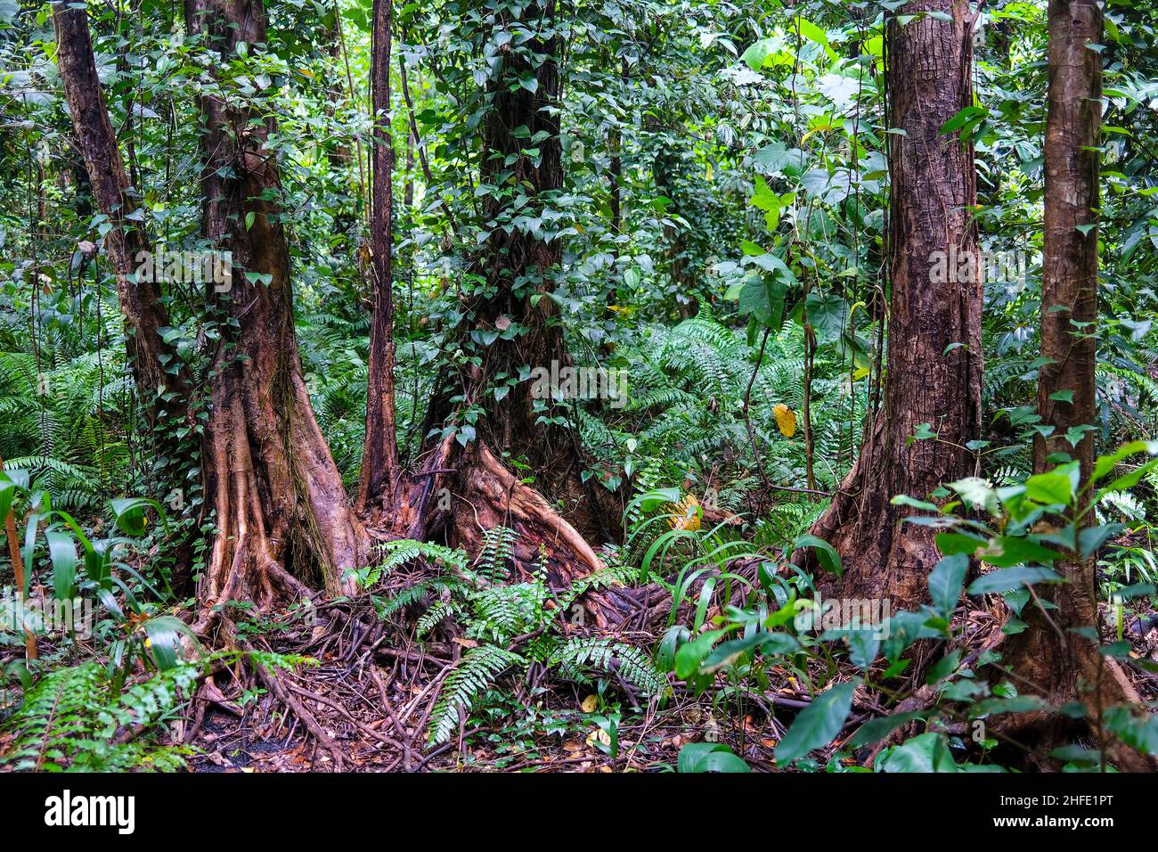 Bosque pluvial en Holmes Jungle en Darwin, Territorio del Norte, Australia. Foto de stock