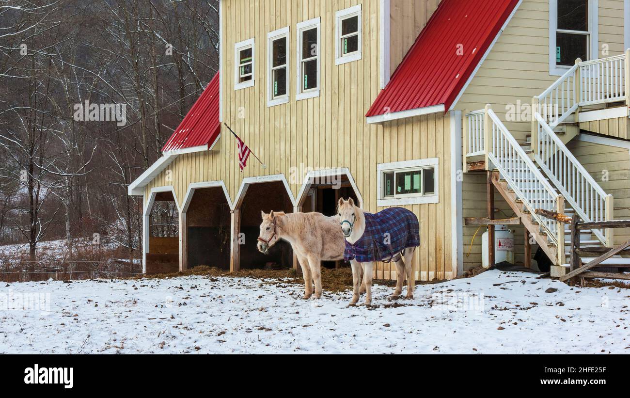 Caballos de pie cerca de un establo, en un paisaje de invierno. Homestead en las montañas de Catskill. Lanesville, Nueva York Foto de stock