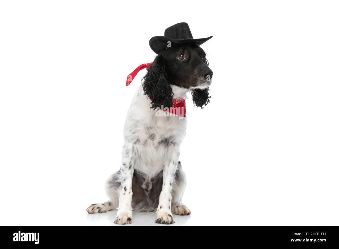 lindo vaquero inglés springer spaniel perro con sombrero mirando a un lado,  con bandana roja y sentado sobre fondo blanco en el estudio Fotografía de  stock - Alamy