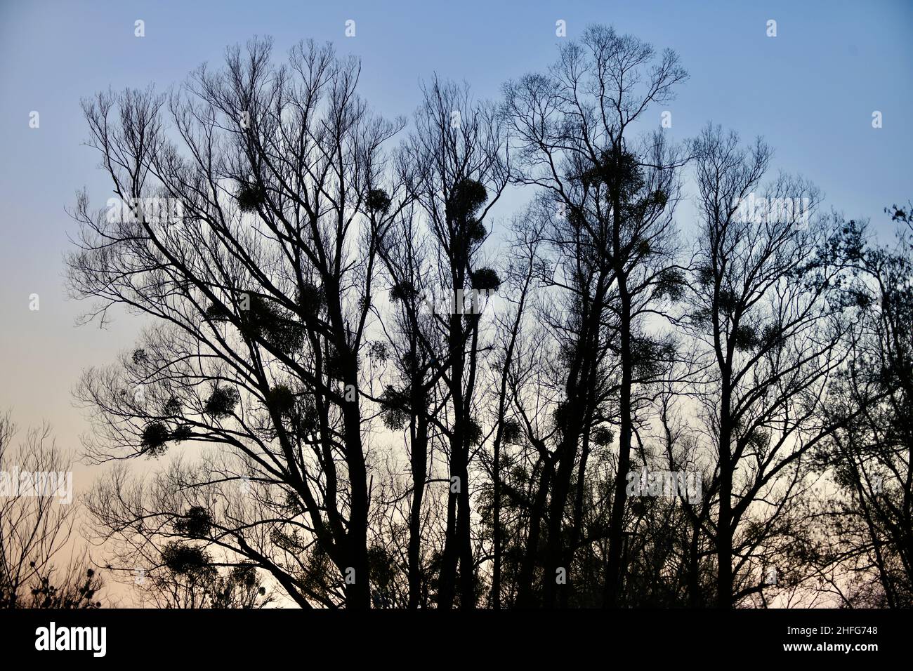 Entlaubte Bäume mit Misteln gegen den Abendhimmel im Winter Foto de stock