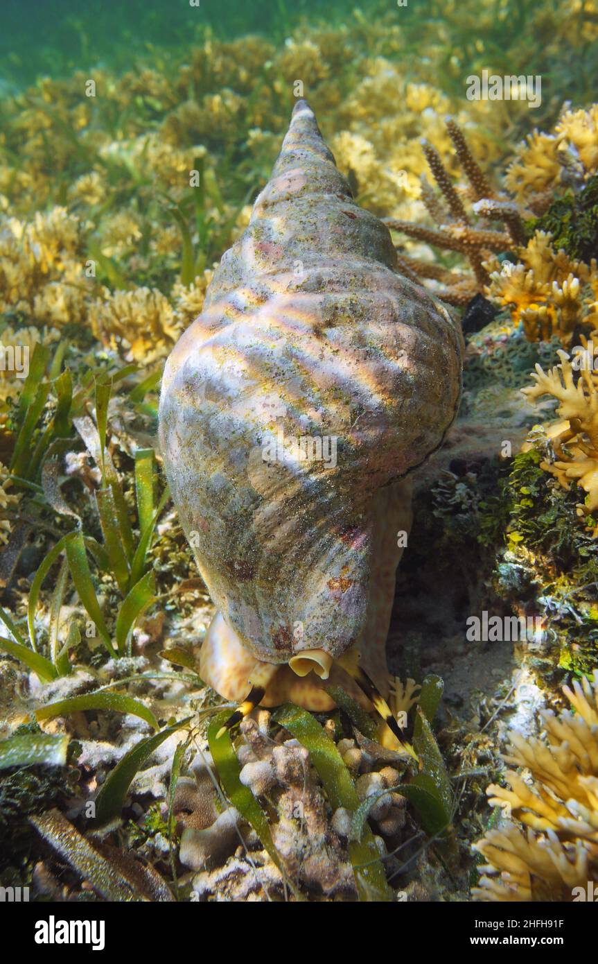 Tortuga de mar trompeta de triton del Atlántico con su concha, Charonia variegata, bajo el mar Caribe Foto de stock