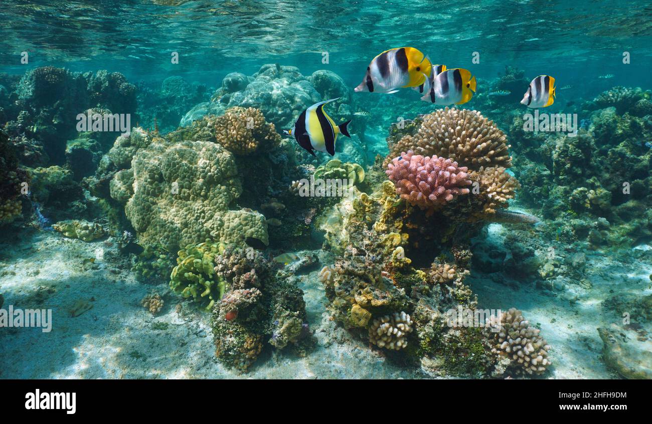 Arrecife de coral con peces tropicales en el océano, paisajes submarinos poco profundos, Pacífico Sur, Bora Bora, Polinesia Francesa Foto de stock