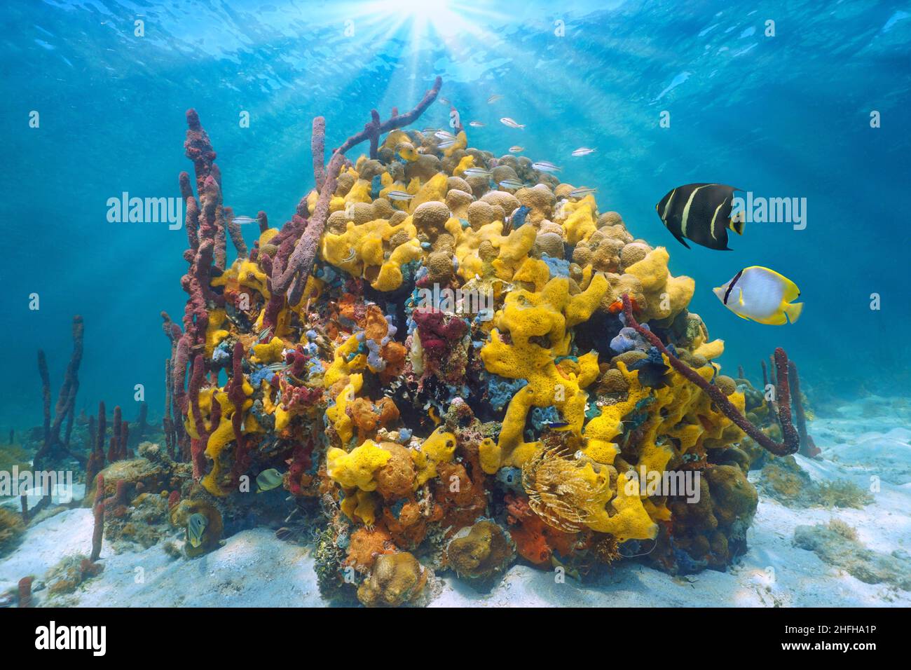 Vida marina colorida en el mar, paisaje marino subacuático, coral con esponjas marinas y peces tropicales, Caribe, Centroamérica, Panamá Foto de stock