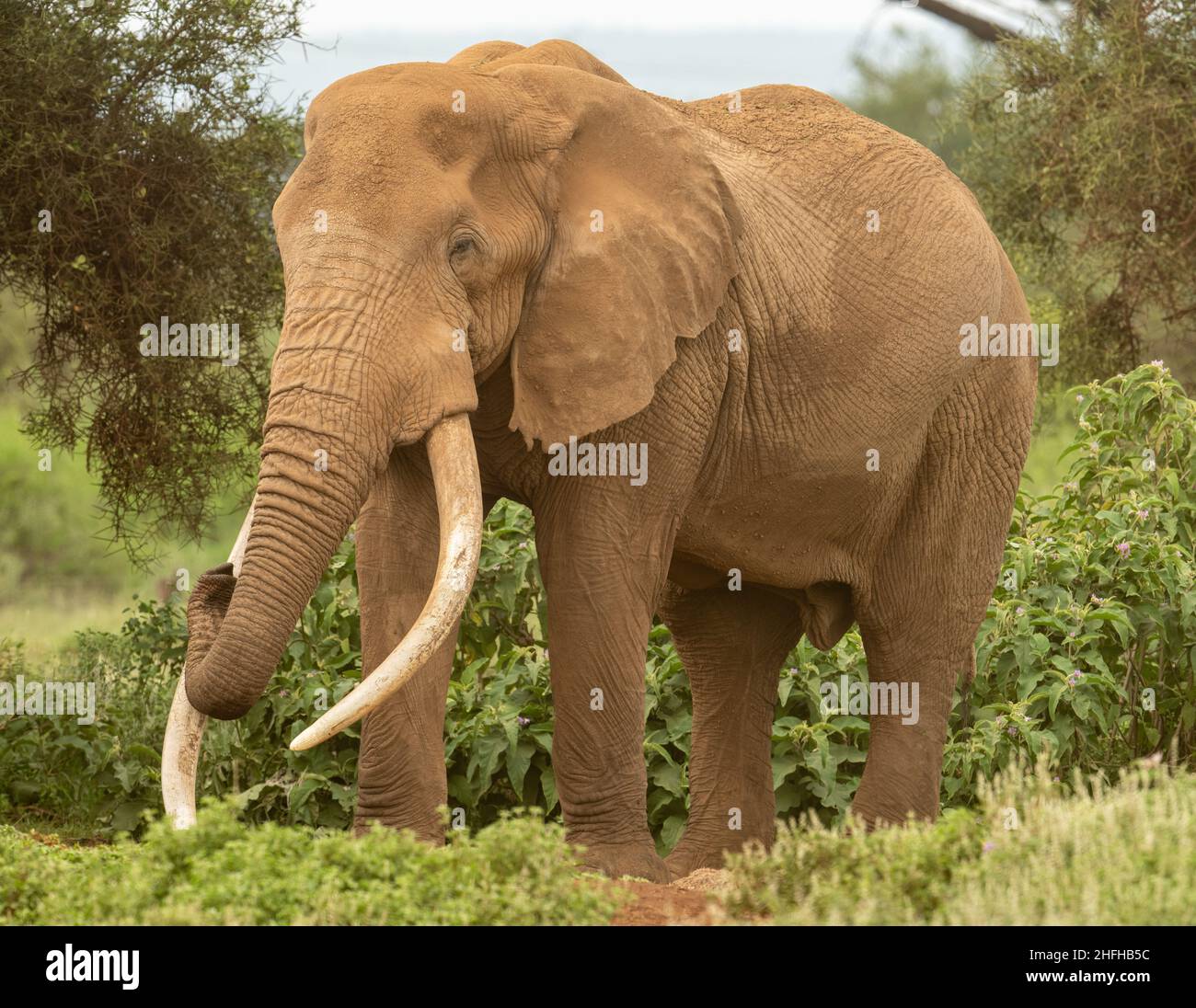 Gran elefante toro colmillo pastoreo en el Parque Nacional Amboseli. Foto de stock