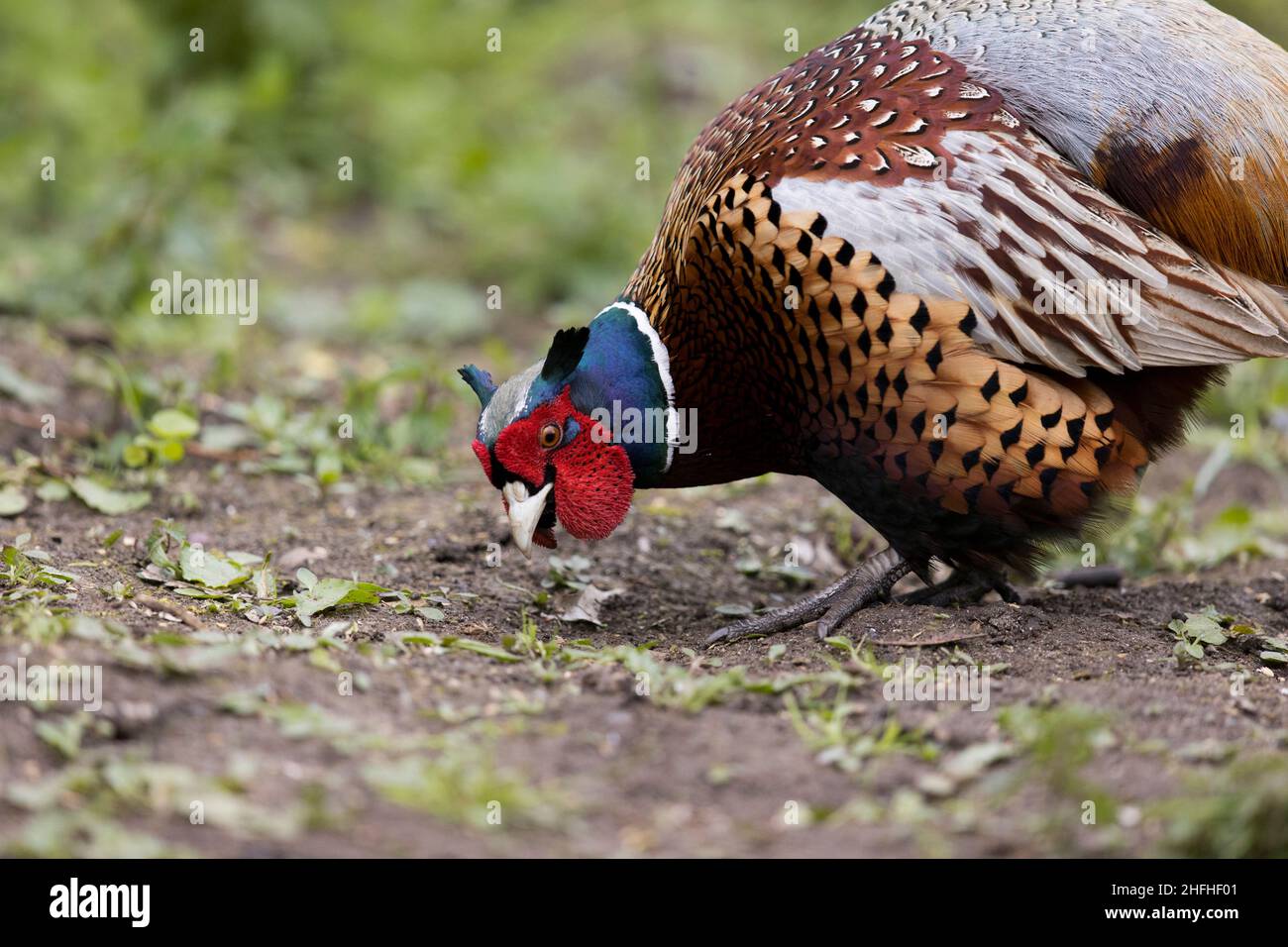 Faisán común (Phasianus colchicus) masculino adulto Foto de stock