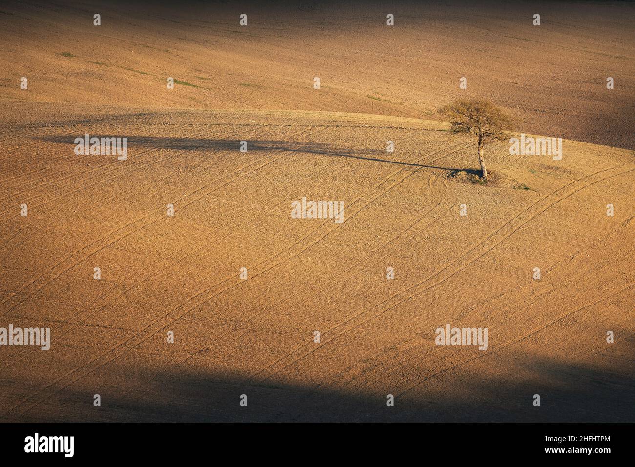 Árbol solitario y su larga sombra en un campo arado en la campiña toscana al atardecer. Italia Foto de stock