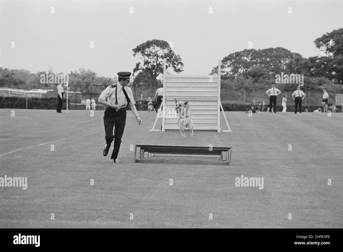 Laing Sports Ground, Rowley Lane, Elstree, Barnett, Londres, 09/06/1973. Un perro de policía saltando durante una exhibición de agilidad, con su manejador corriendo al lado, en el Día de Gala anual que se celebra en el campo deportivo Laing en Elstree. El Día de la Gala anual se celebró en el campo de deportes de Laing el 9th de junio de 1973. Las atracciones incluyeron aviones modelo, la banda Royal British Legion, carreras infantiles y deportes. Las manifestaciones de obediencia y simulacros de arresto fueron dadas por perros y manipuladores de la policía. Por la noche había baile y bingo en el Club House, y 'cerveza y ritmo' en la marquesina. Más de 2.000 personas atten Foto de stock