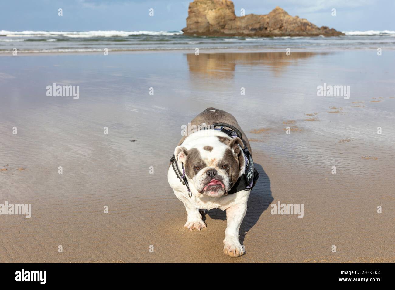 Bulldog inglés, Bulldog británico, perro en la playa, perro, Bulldog, Bulldogs, Perrenporth playa Cornwall, Reino Unido, Inglaterra, paseo de perros en la playa, perros, playa, Foto de stock