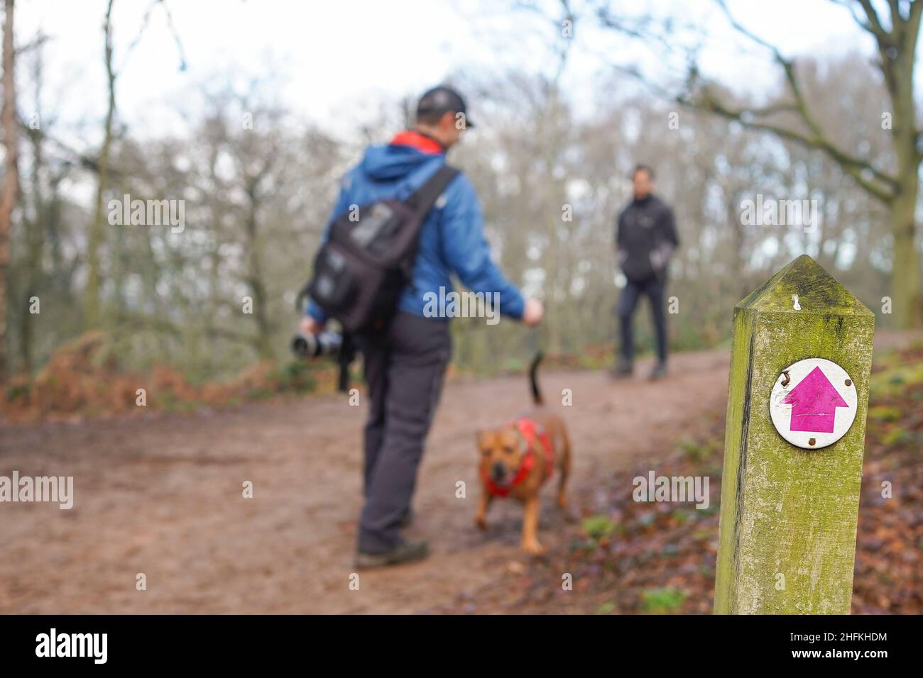 Primer plano de la flecha rosa en el puesto de marcación pública, camino de senderismo / sendero en el campo de los bosques del Reino Unido. Foto de stock