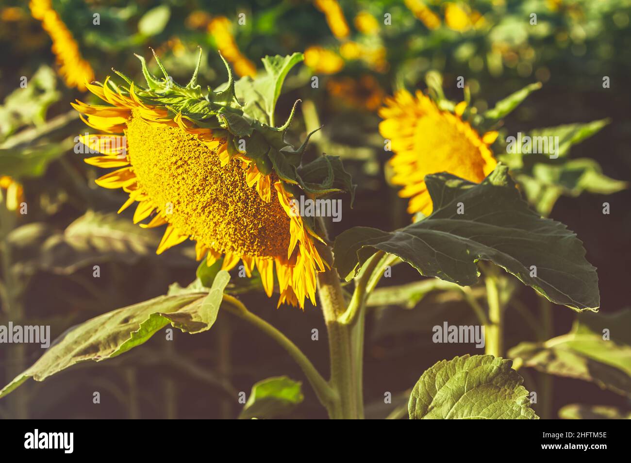 Primer plano en un girasol de un campo de girasoles florecientes a primera hora de la mañana en California Central Valley, EE.UU., a principios del verano. Foto de stock