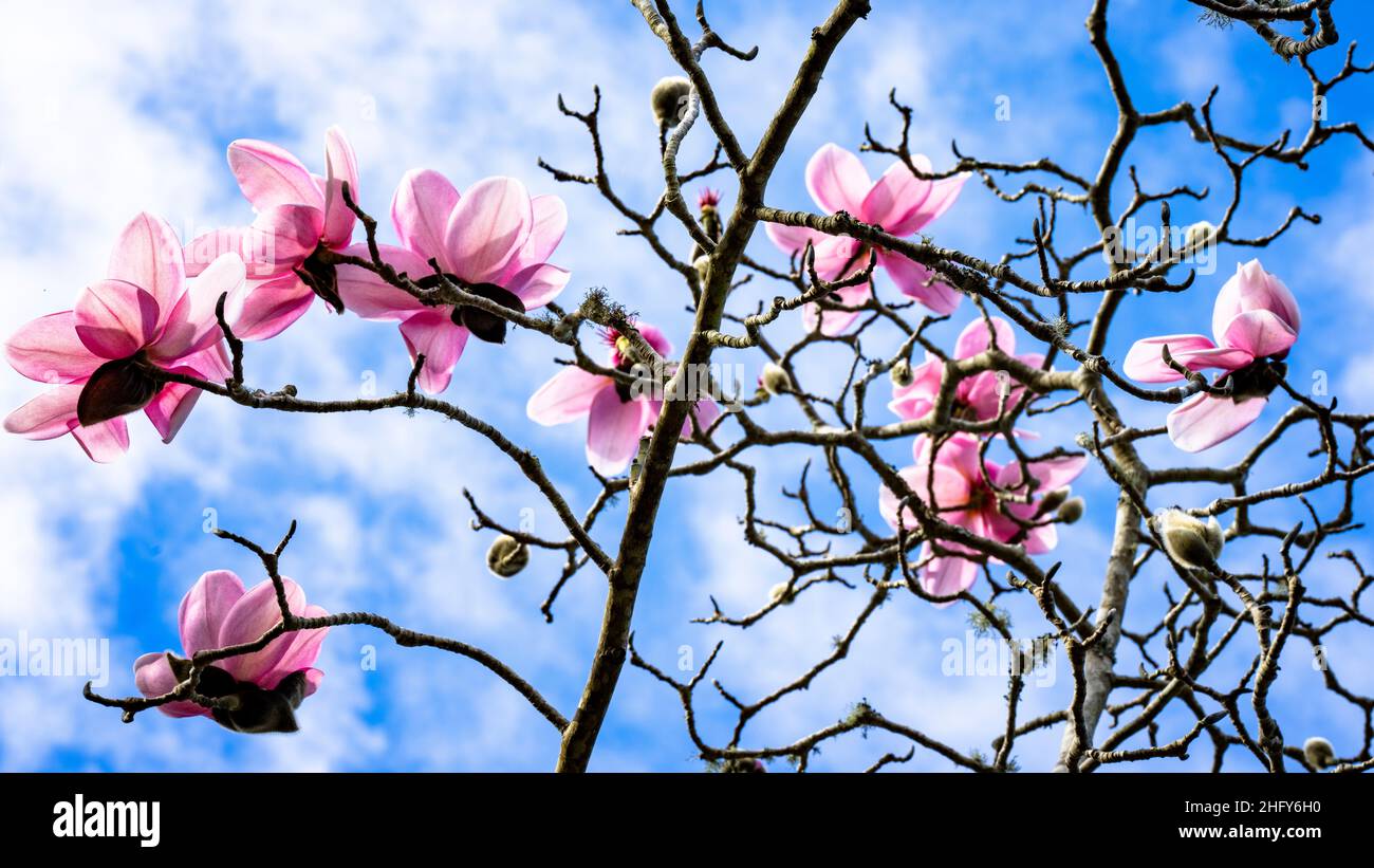 Magnolios en flor fotografías e imágenes de alta resolución - Alamy