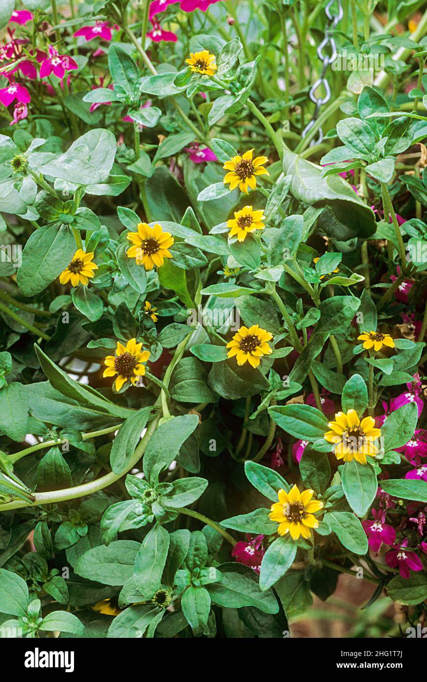 Sanvitalia prucumbens en una cesta que cuelga Un verano que florece el arrastre o la estera que forma anual con las flores amarillas brillantes. También se llama Zinnia crepitante Foto de stock